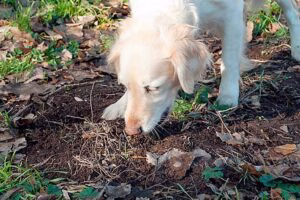 perro comiendo tierra