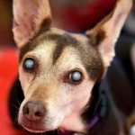 perro con cataratas en ambos ojos