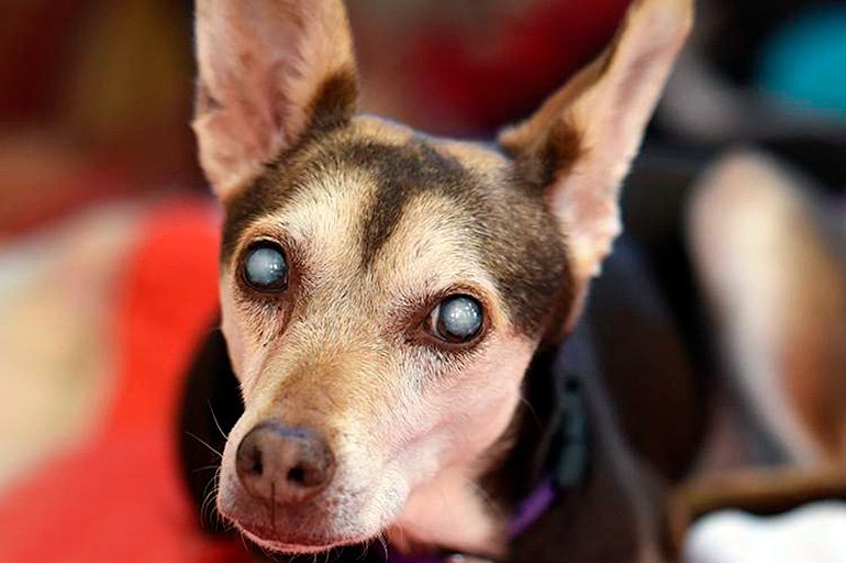 artículo montar Cuidado Qué causa las cataratas en perros? Origen, síntomas y tratamiento