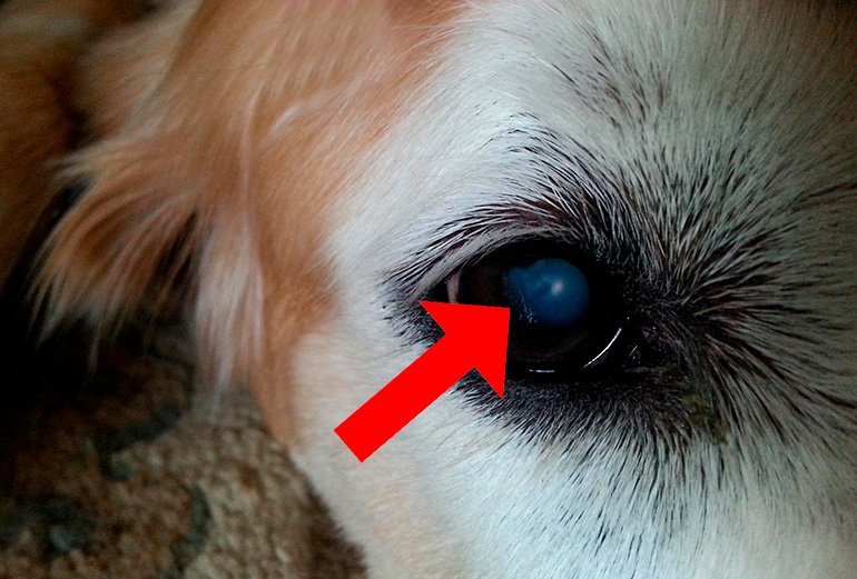 dog-with-start-of-cataracts "width =" 770 "height =" 521 "srcset =" https://soyunperro.com/wp-content/uploads/2019/11/perro-con-inicio-de-cataratas .jpg 770w, https://soyunperro.com/wp-content/uploads/2019/11/perro-con-inicio-de-cataratas-300x203.jpg 300w, https://soyunperro.com/wp-content/uploads /2019/11/perro-con-inicio-de-cataratas-768x520.jpg 768w, https://soyunperro.com/wp-content/uploads/2019/11/perro-con-inicio-de-cataratas-696x471. jpg 696w, https://soyunperro.com/wp-content/uploads/2019/11/perro-con-inicio-de-cataratas-621x420.jpg 621w "tailles =" (largeur maximale: 770 pixels), 120vw, 770 pixels