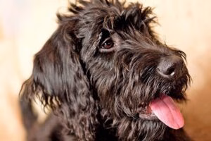 perro con movimiento de hocico