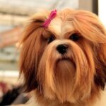 perro con pelo largo y cuidado