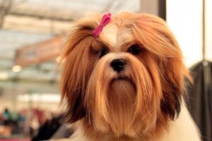 perro con pelo largo y cuidado