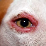 perro con señales de despigmentación en el rostro