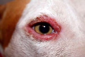 perro con señales de despigmentación en el rostro