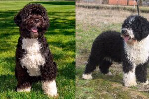 perro de agua español y portugues