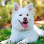 perro de pelo blanco
