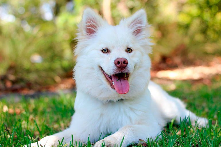 perro de pelo blanco