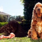 perro desenterrando un hueso