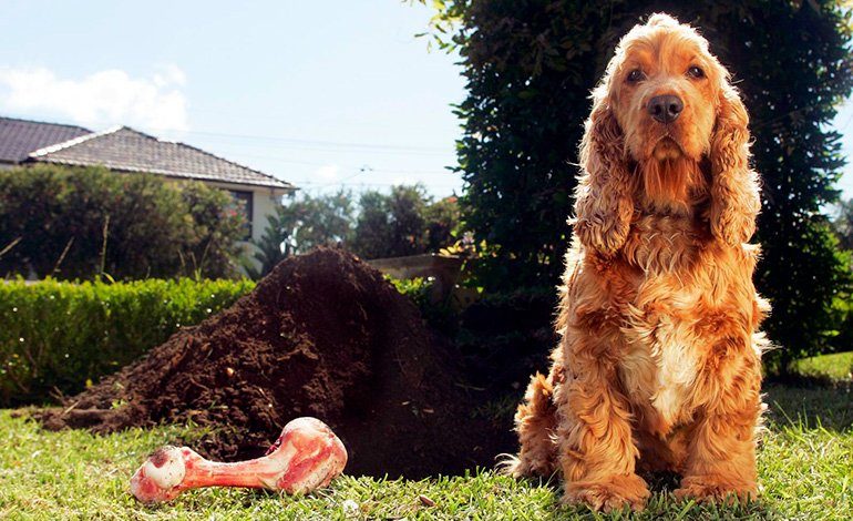 perro desenterrando un hueso