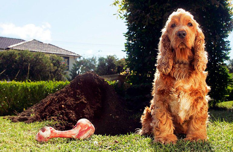 perro desenterrando un hueso