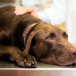 perro en el veterinario