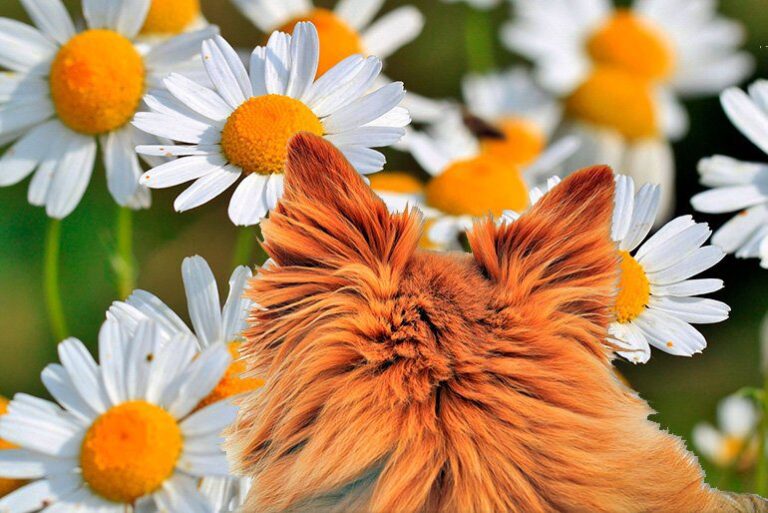 ¿Puedo darle manzanilla a un perro? Usos y beneficios