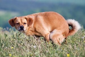 perro haciendo caca1p