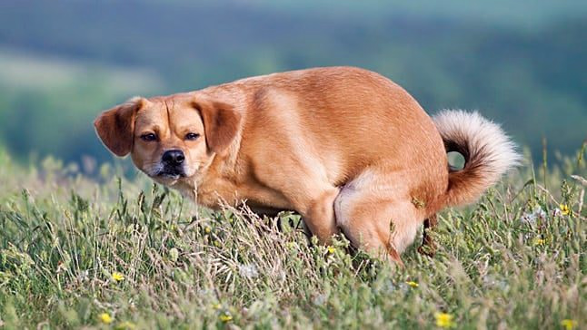 perro haciendo caca1p