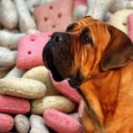 perro mirando croquetas