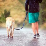 perro paseando bajo la lluvia