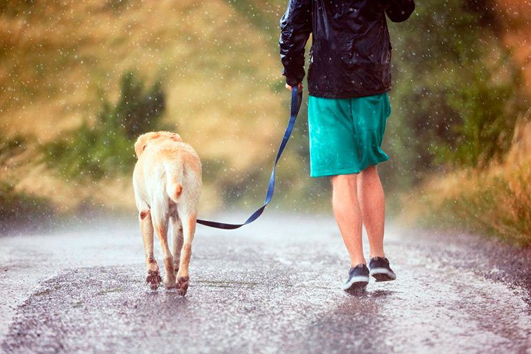 perro paseando bajo la lluvia