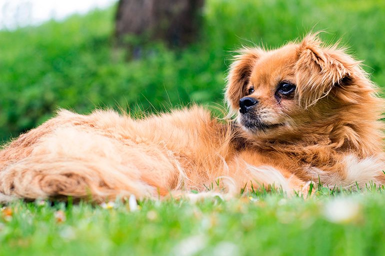 perro-pekinés-tumbado-sobre-la-hierba