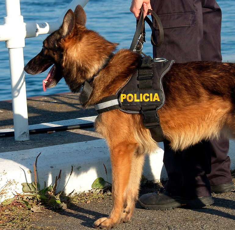 perro-policía-paseando