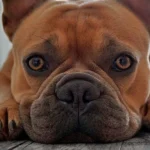 perro tumbado