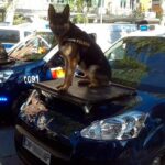 perros policía sobre el coche policial