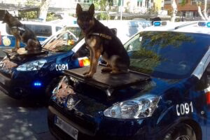 perros policía sobre el coche policial
