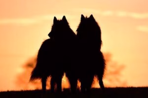 razas de perro extinguidas