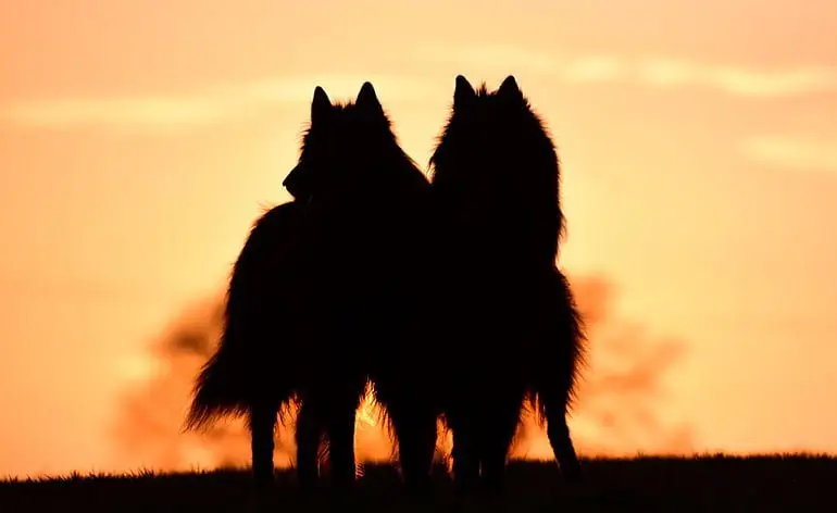 razas de perro extinguidas