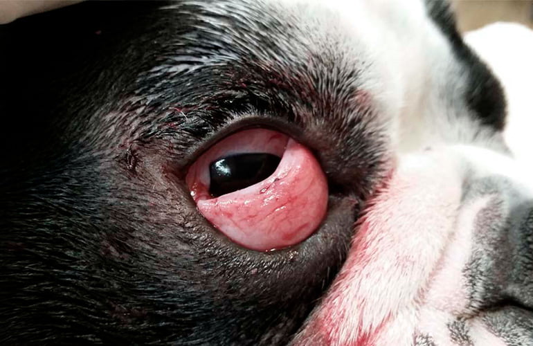 síndrome-del-ojo-de-cereza-en-un-perro
