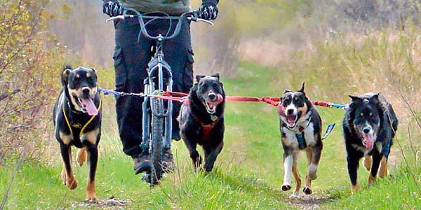 Bikejoring con varios perros