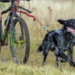 Bikejoring3