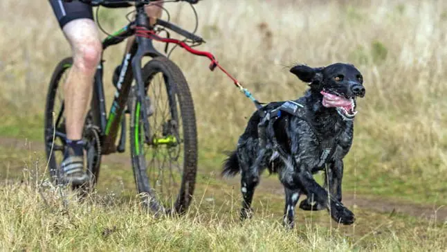Bikejoring3