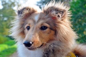 Pastor de las Shetland