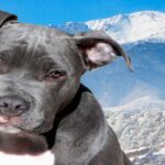 Pitbull blue