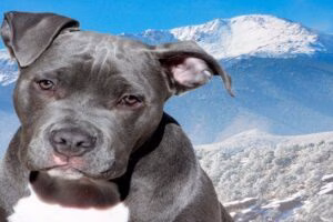 Pitbull blue