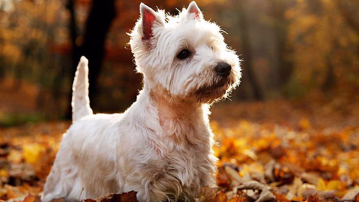West-Highland-White-Terrier-corte-de-pelo