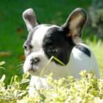 cachorro de bulldog