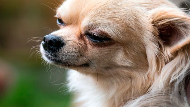 Restricciones Inscribirse suave Top 10 Razas de perros Mini & Toy ¡Con fotos!