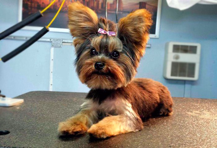 corte-de-pelo-bebe