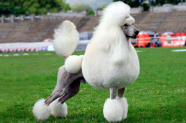 corte-de-pelo-continental