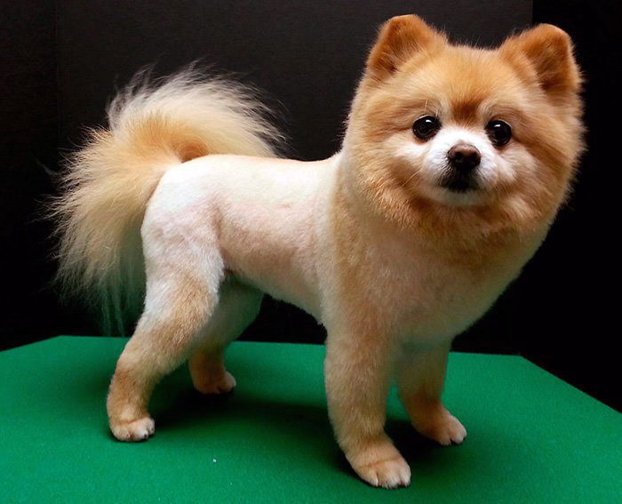 corte-de-pelo-leon