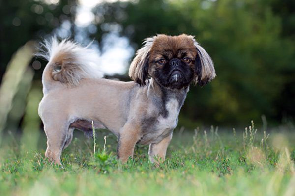 corte-de-pelo-pequines
