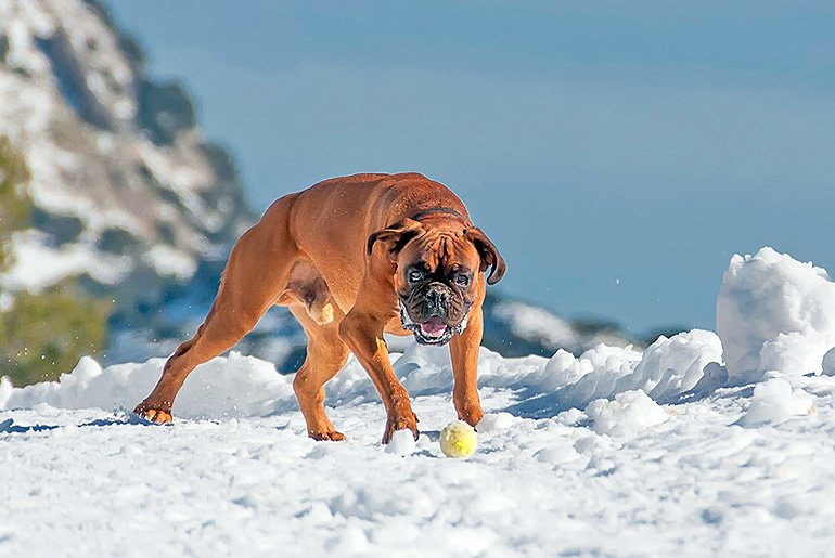 perro-bóxer-jugando-en-la-nieve