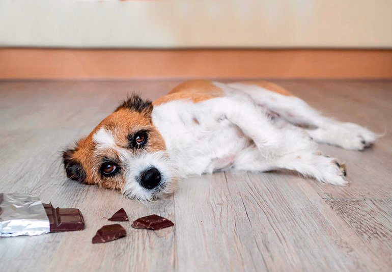 perro-comiendo-chocolate