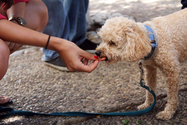 perro-comiendo-snack-para-gatos