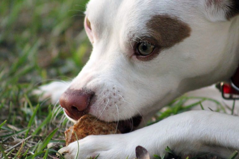 perro-comiendo