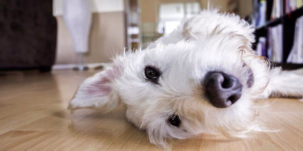 perro solo en casa espera tumbado a su dueño