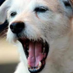 perro ladrando 1