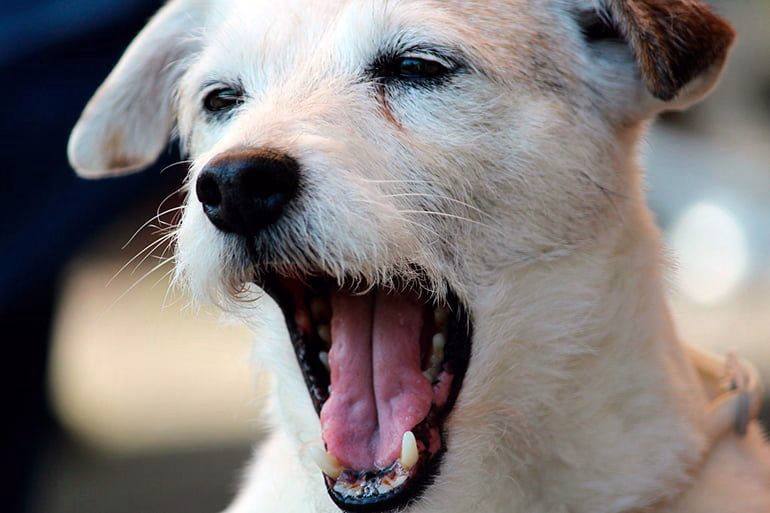 perro ladrando 1